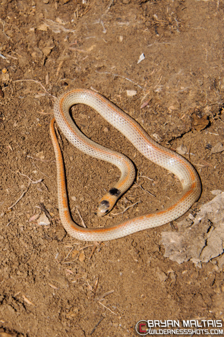 ground-snake-colorado