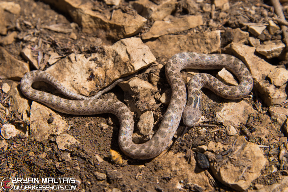 night-snake-juvenile-colorado