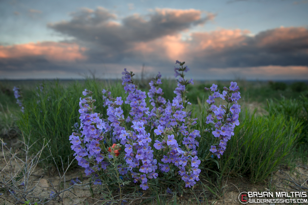 penstemon-sunset-olorado