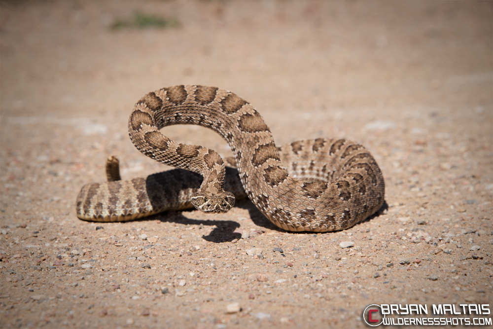 prairie-rattlesnake-adult-deffensive