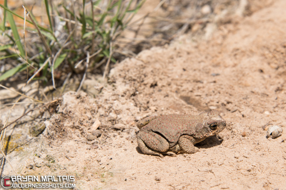 red-spotted-toad-female-colorado