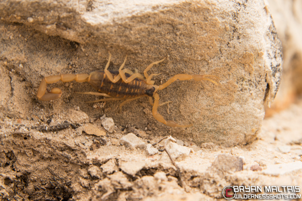 striped-bark-scorpion-colorado