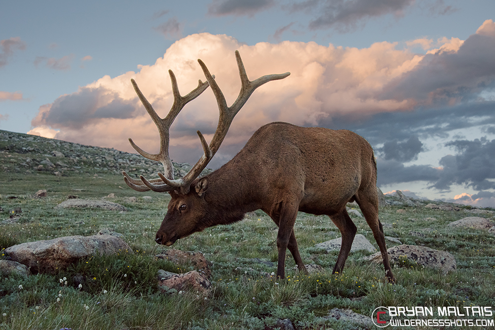 Bull Elk Sunset Rocky Mountain National Park RMNPColorado