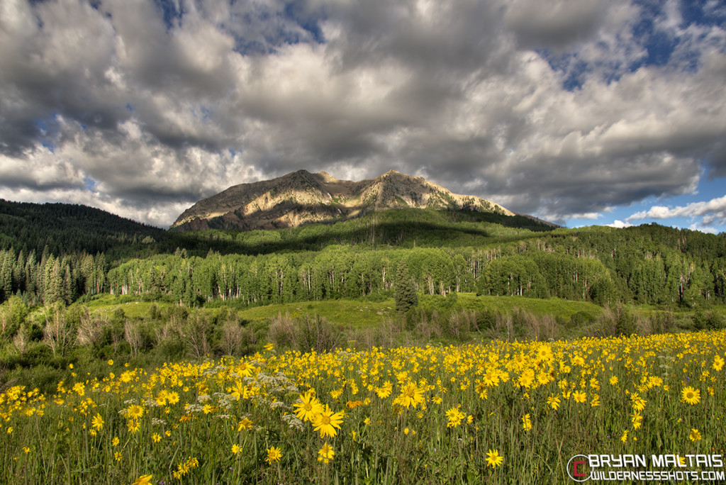 East Beckwith Peak Crested Butte Wildflowers