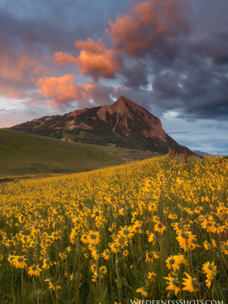 Mt Crested Butte Sunset Yellow Wildflowers
