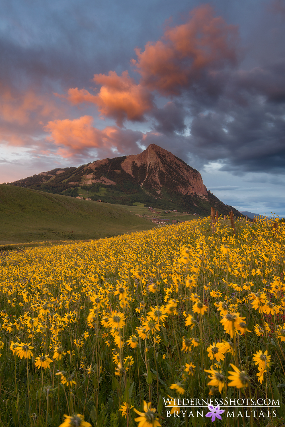 Mt Crested Butte Sunset Yellow Wildflowers