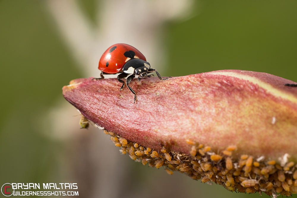 lady bug on yucca flower with aphids