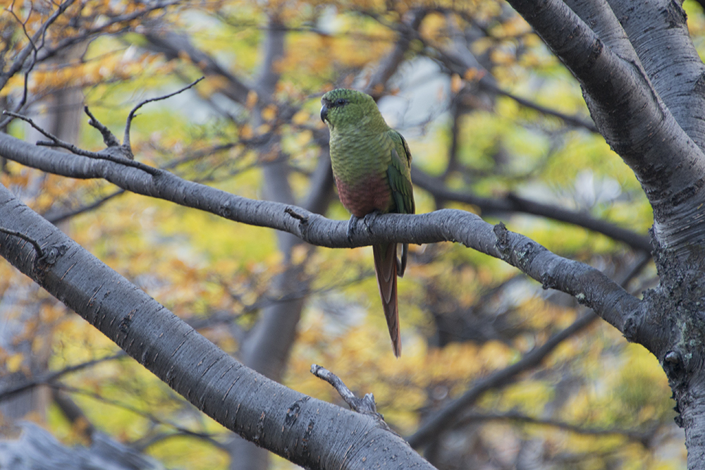 Austral Parakeet