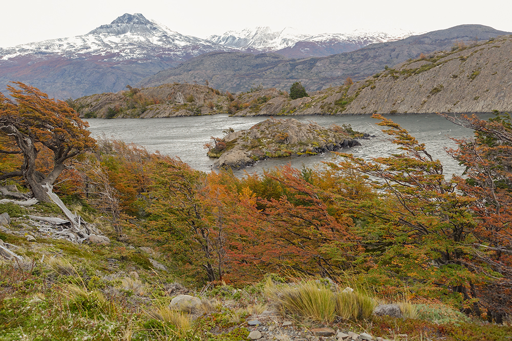 Wind blown Lenga Beech in fall colors