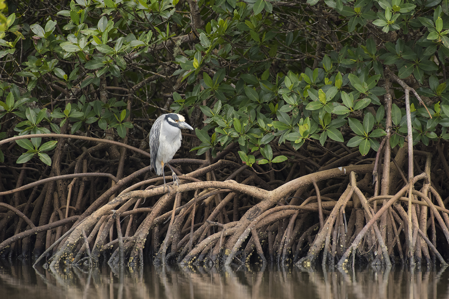 Mangrove Kayak Photography in Florida