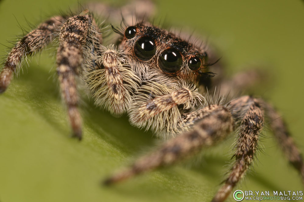 insect macro photography