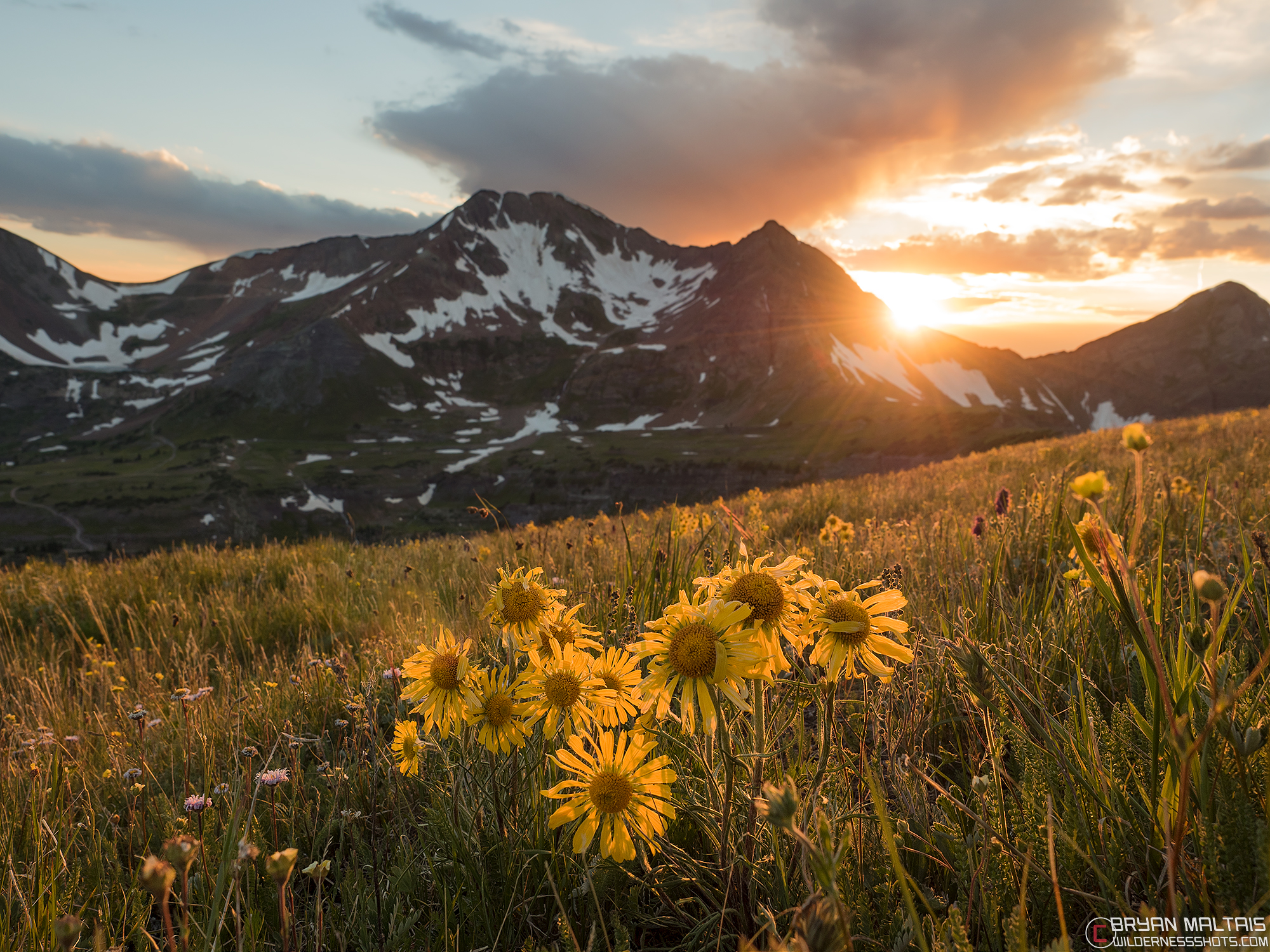 alpine-sunflower-mountain-sunset-crested-butte-colorado