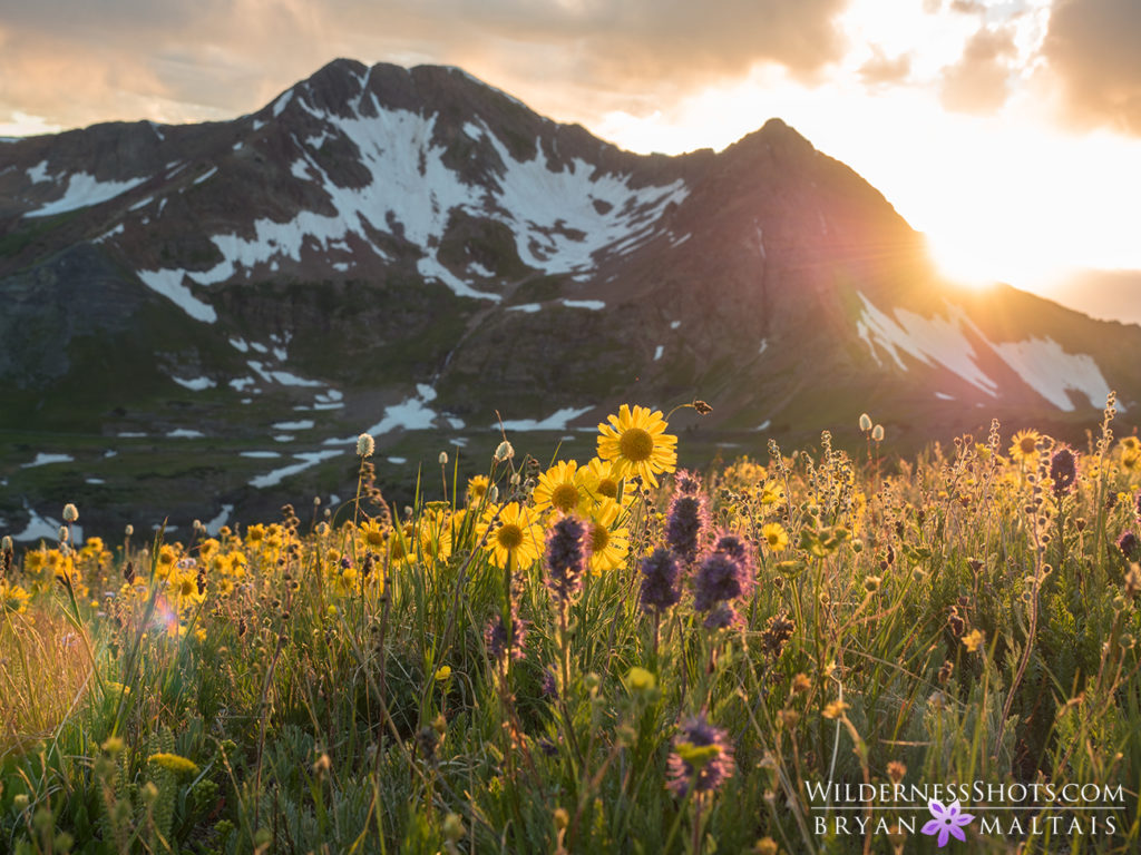 crested butte colorado wildflower sunset photography
