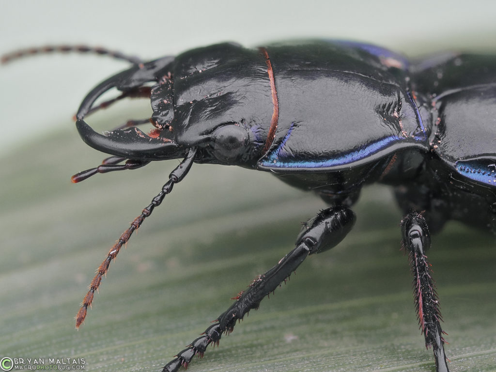 ground beetle super macro photography