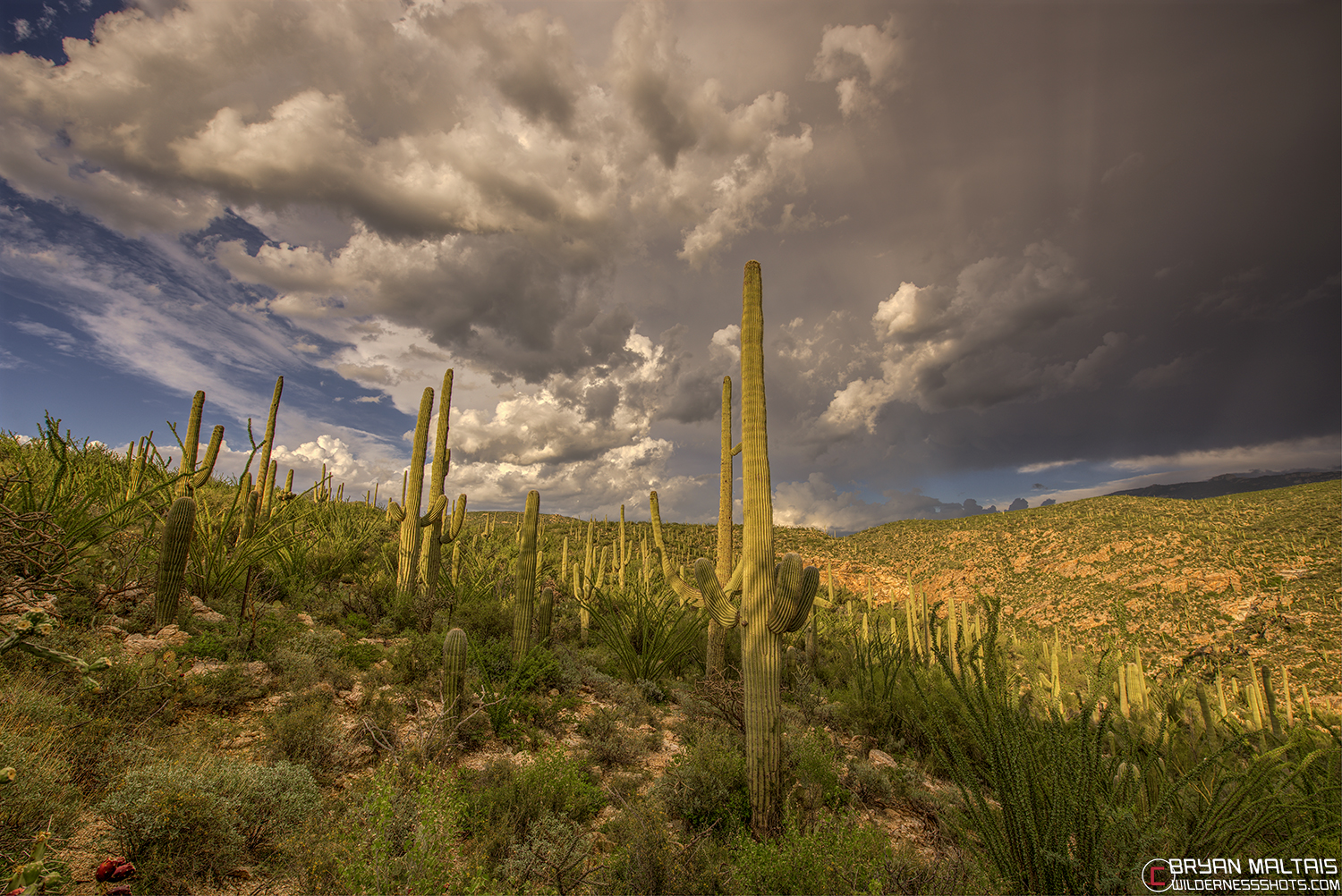 tucson sonoran desert thunderstorm cloud sunset