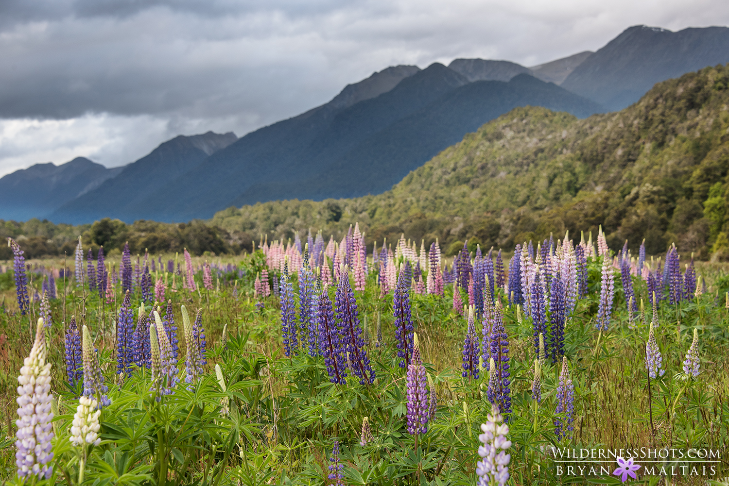 Eglinton Valley Lupines New Zealand Photography