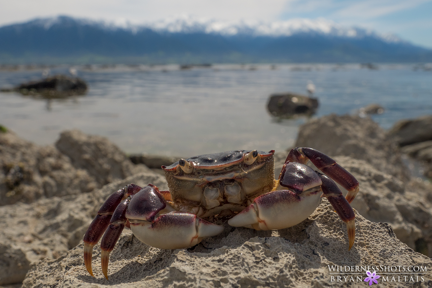 crab in habitat kaikoura new zealand