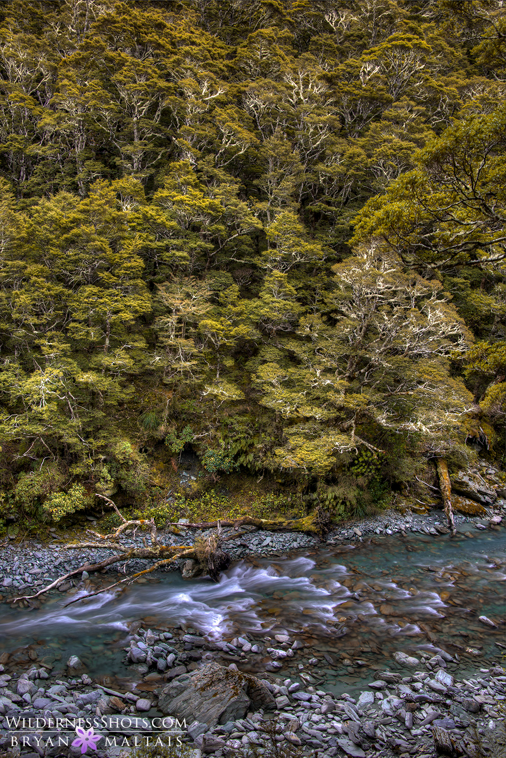 rob roy beech forest river new zealand photos