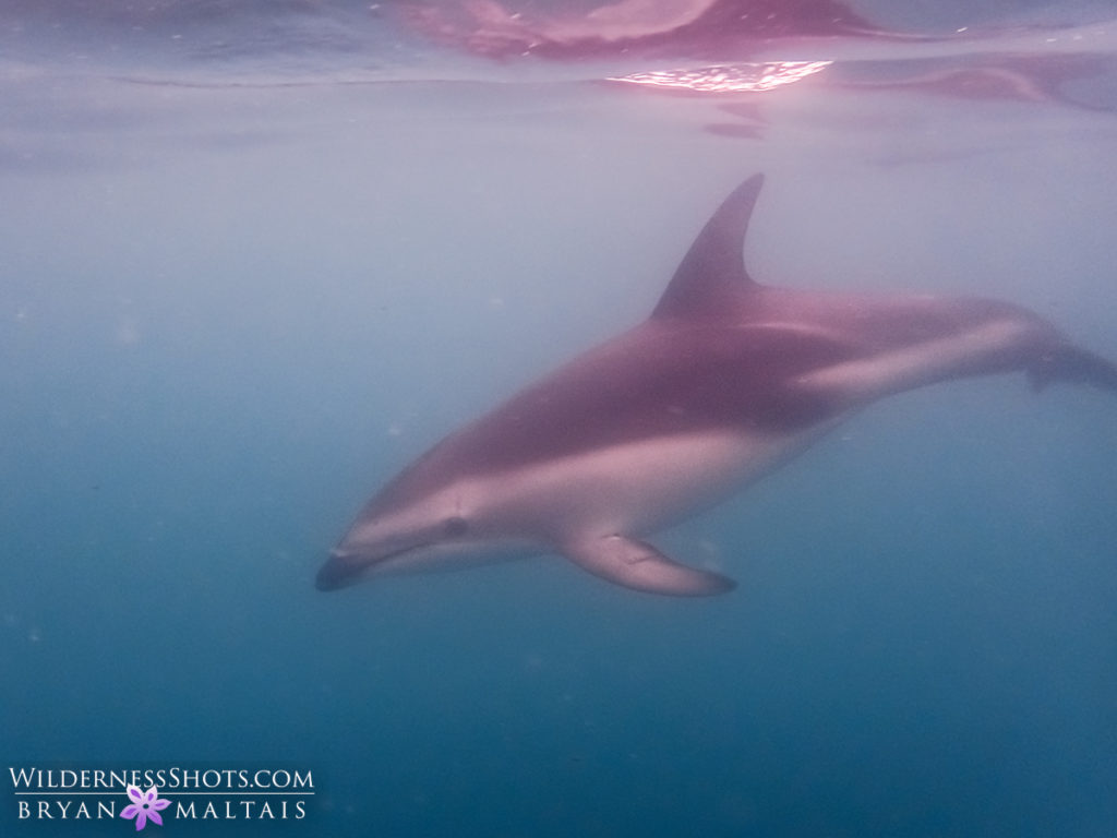 Dusky Dolphin Kaikoura New Zealand Photography