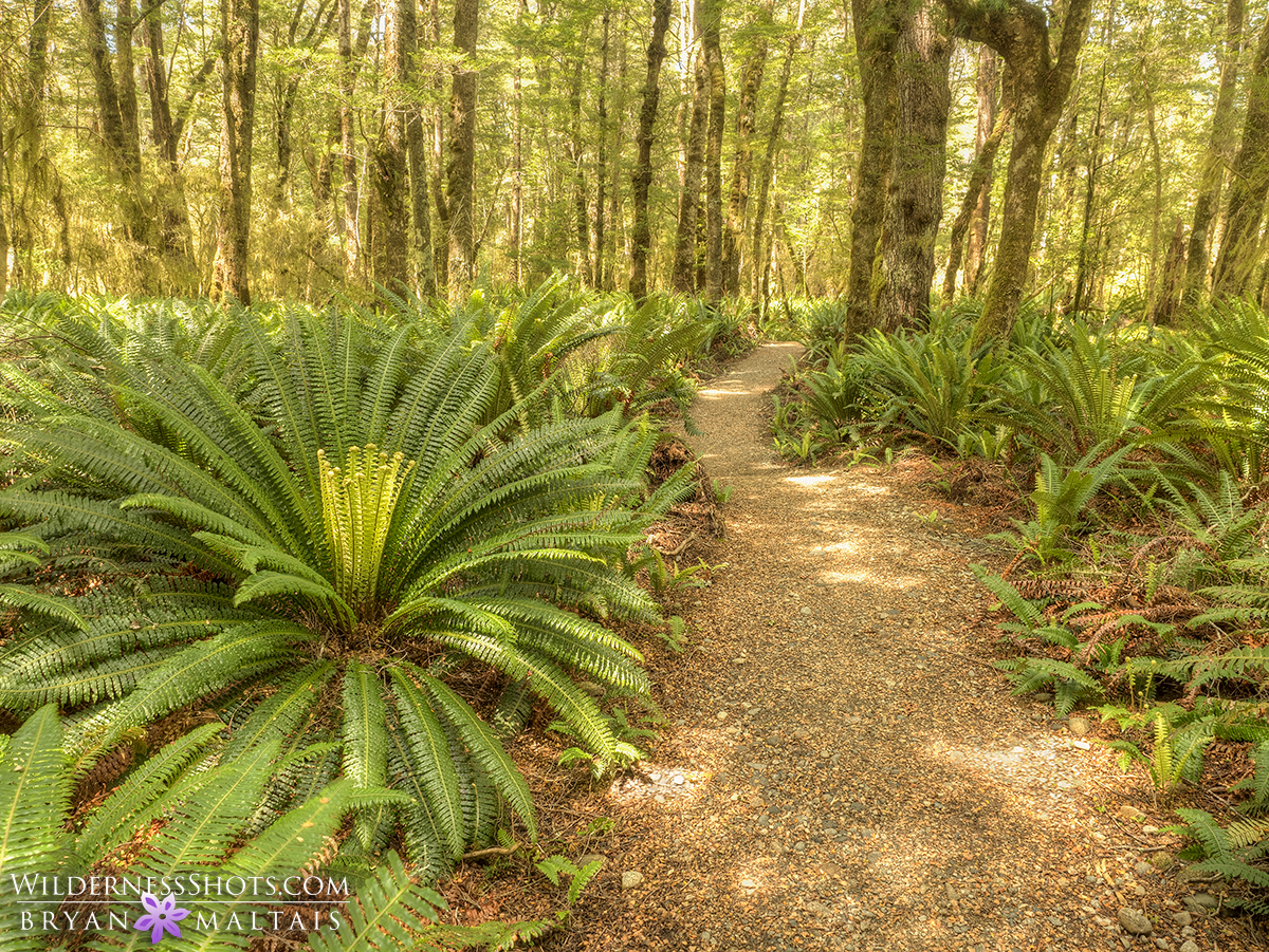 Fern Forest New Zealand Photography