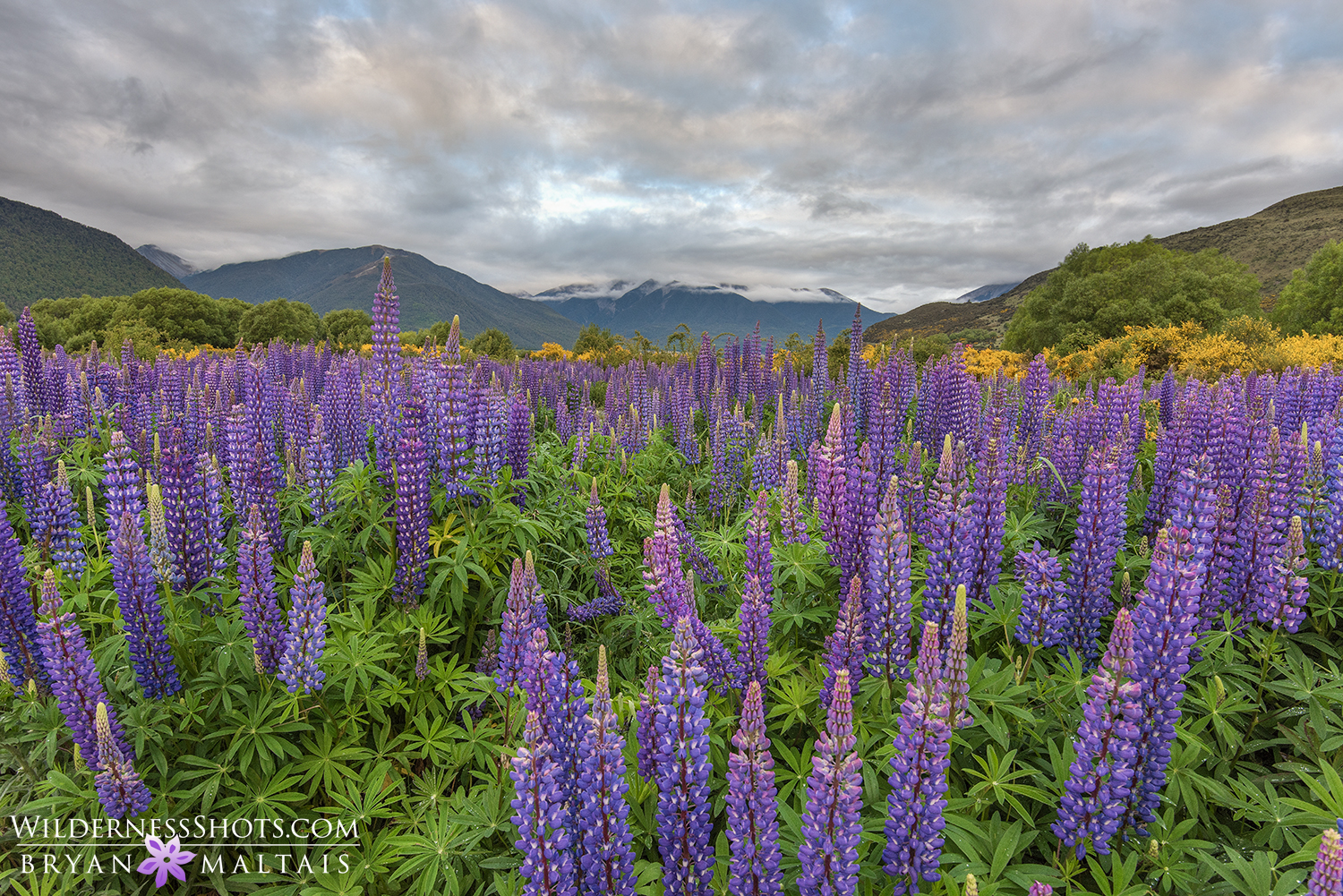 Lupine Field New Zealand Photos