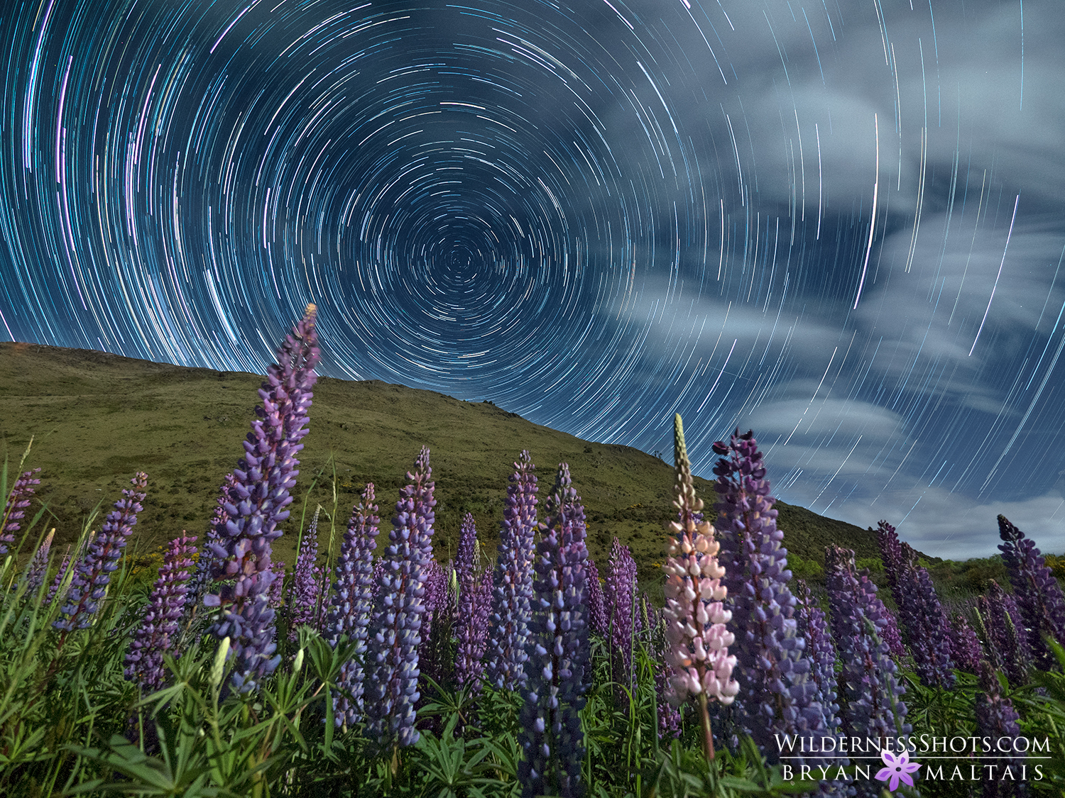 Lupine Star Trails New Zealand Photography