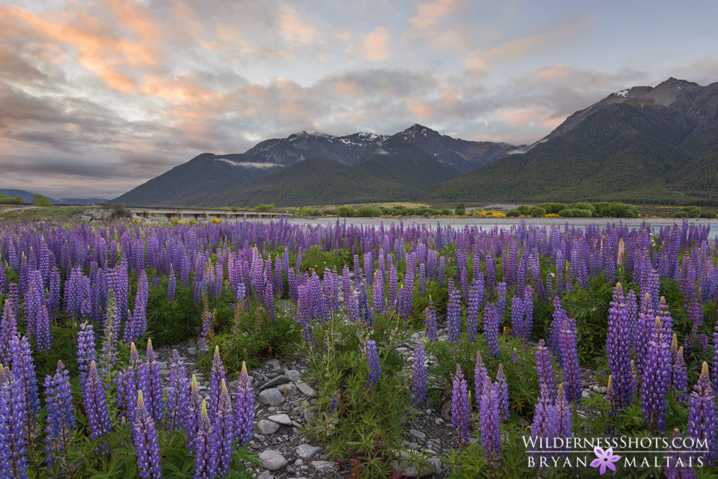 Lupine Sunset Arthurs Pass New Zealand
