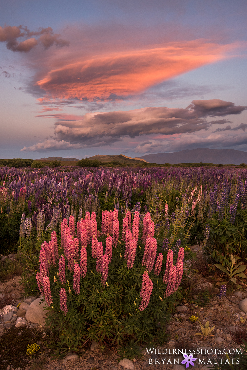 Lupine Sunset Vertical New Zealand Pictures