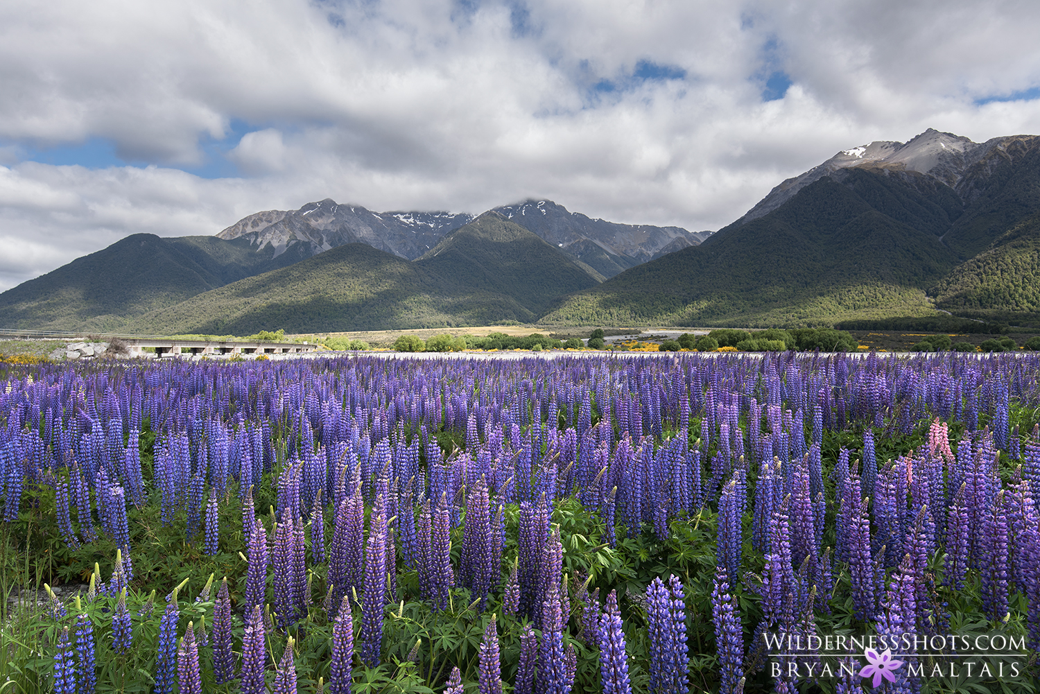 Lupine Wildflowers New Zealand Photography