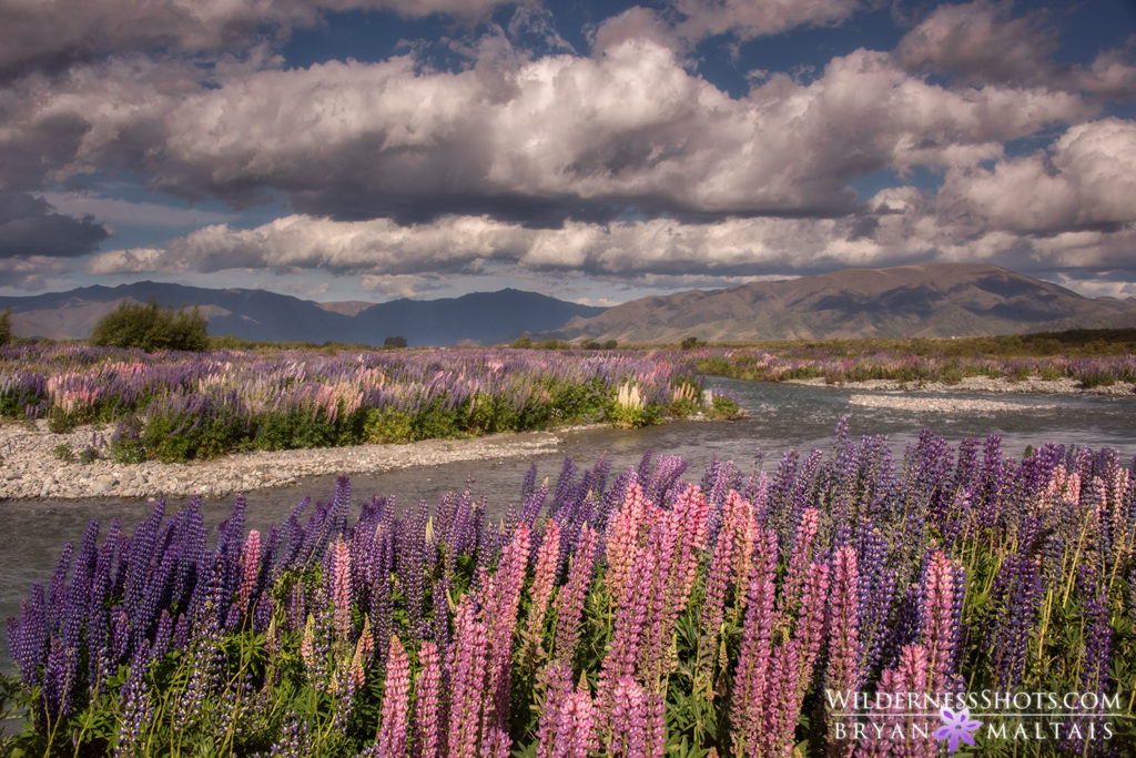 Lupine River New Zealand Pictures