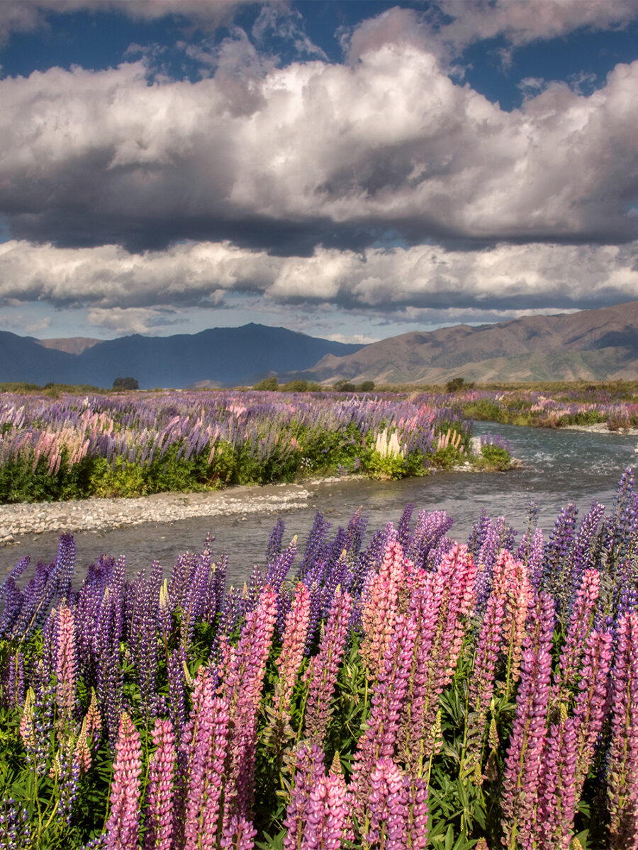 Lupine River New Zealand Pictures