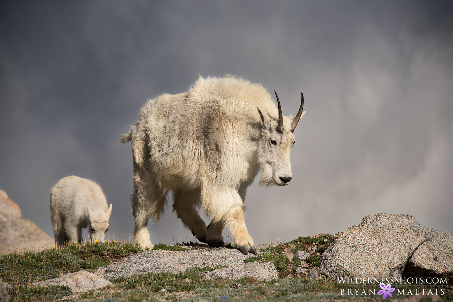 Mountain Goat Nanny with Kid Colorado Photos