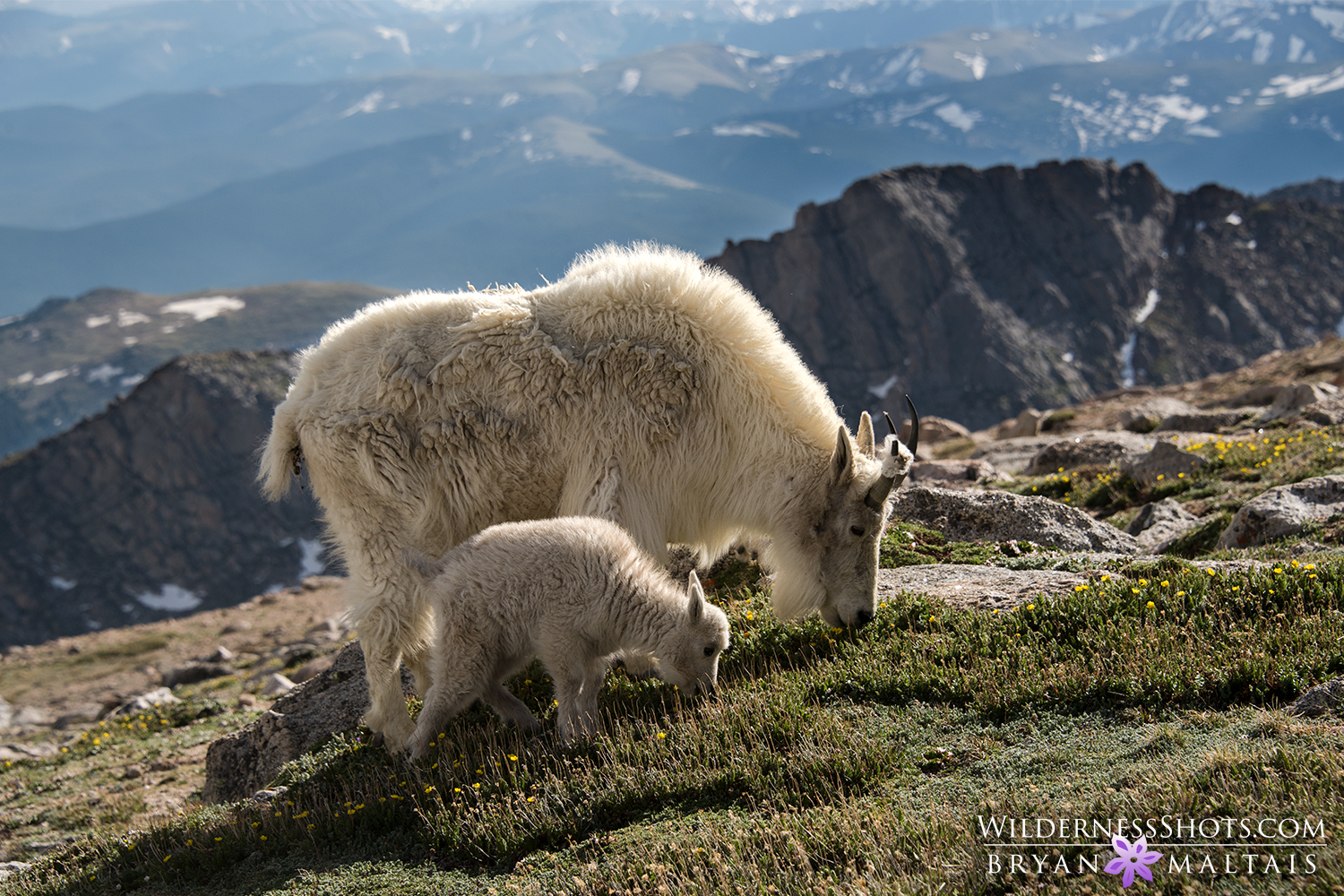 Mountain Goat Nanny with Kid Colorado Wildlife Photography