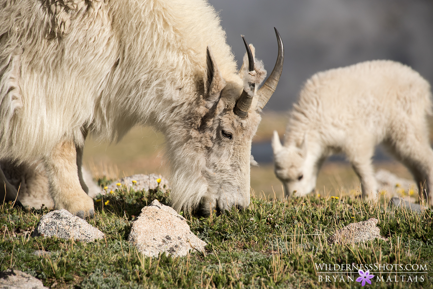 mountain Goat Portrait Colorado Photos