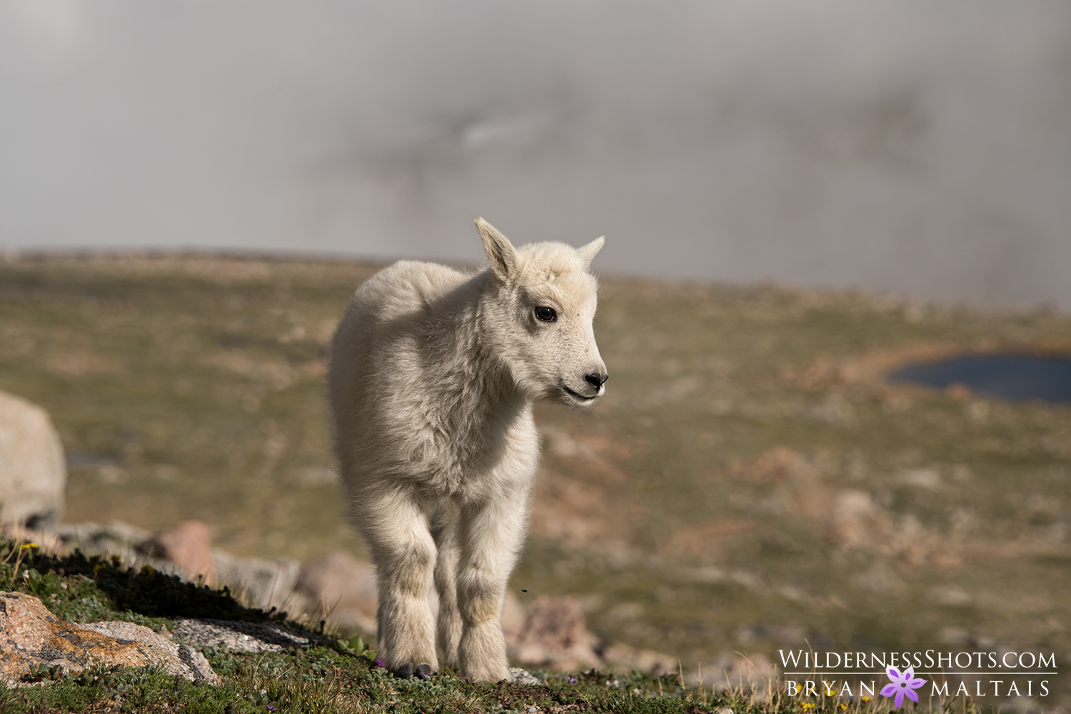 mountain goat kid mt evans colorado wildlife photos