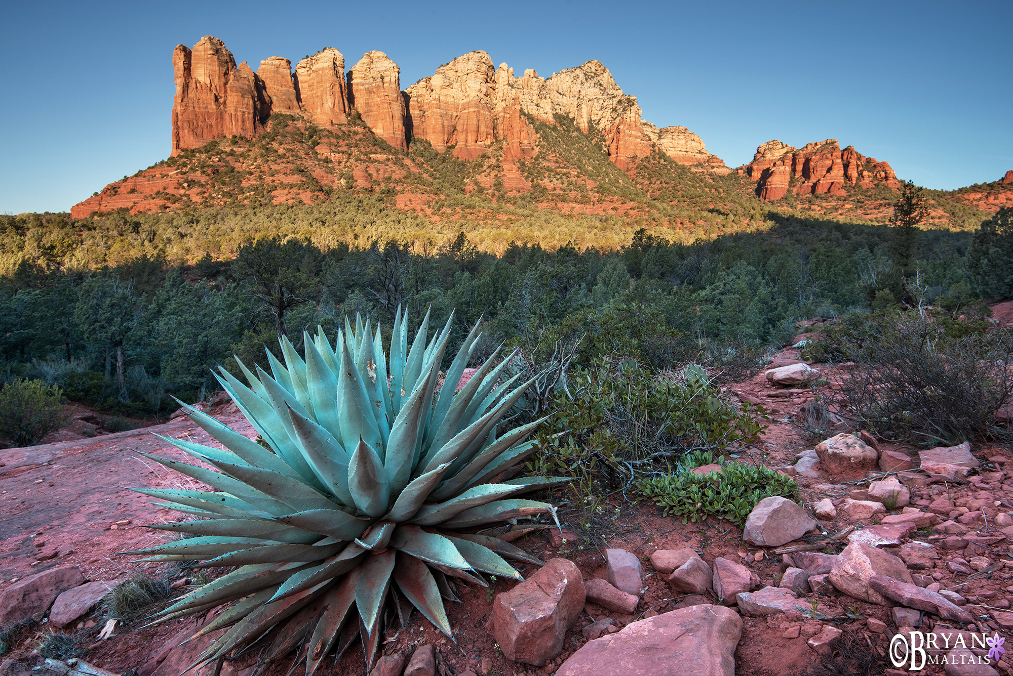 Sedona Agave