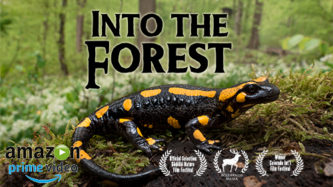 into the forest amphibian documentary amazon prime