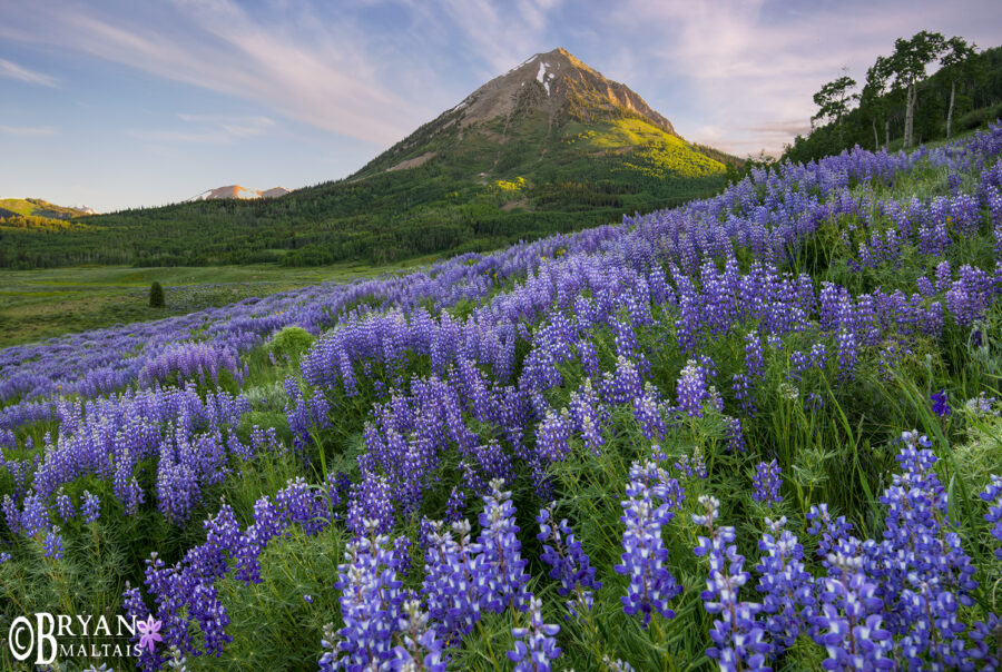 Colorado Wildflower Photography