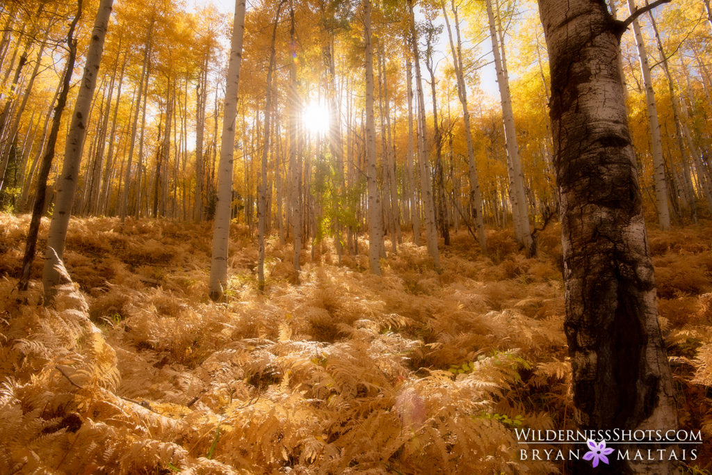Crested Butte Aspen Fern Forest