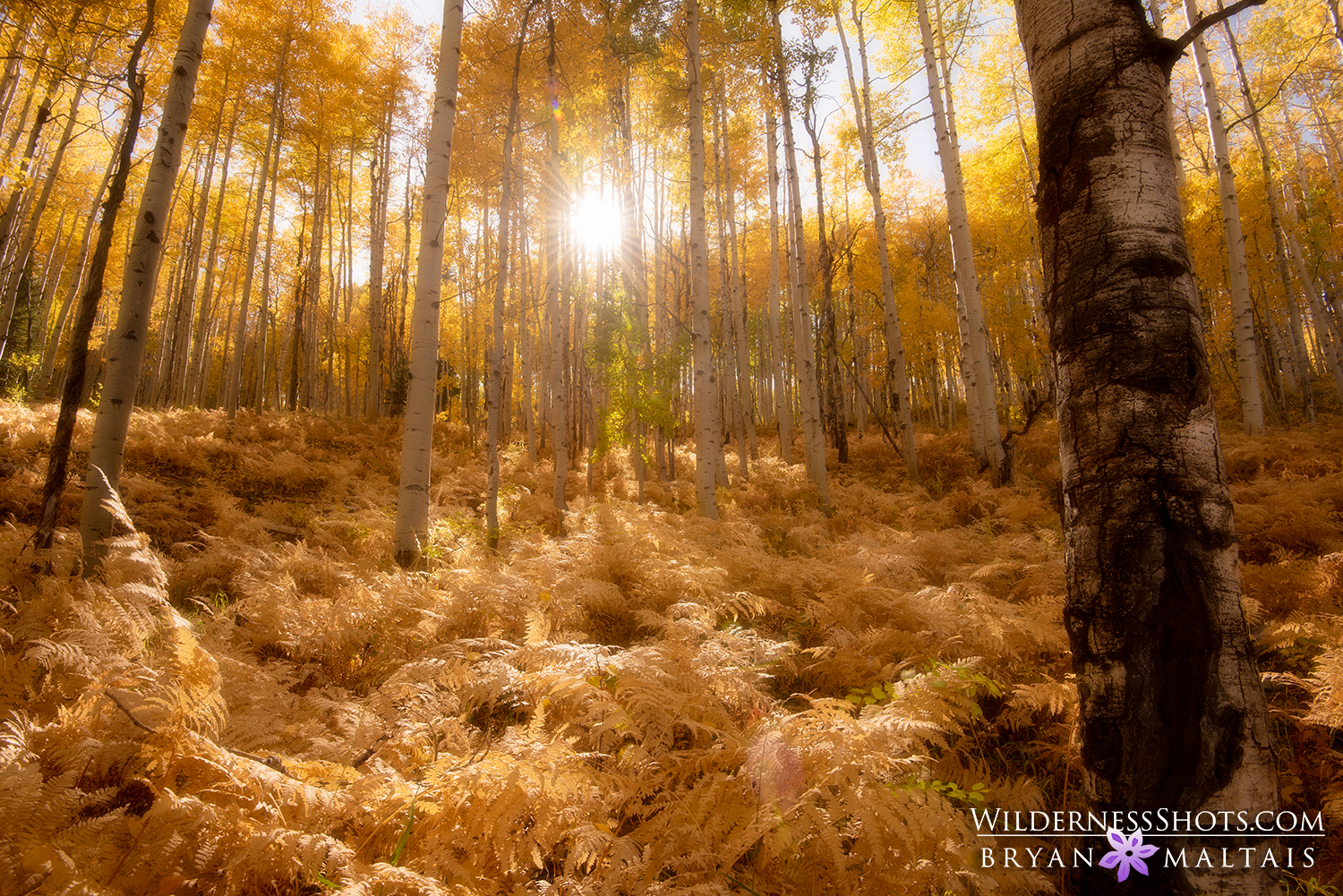 Crested Butte Aspen Fern Forest