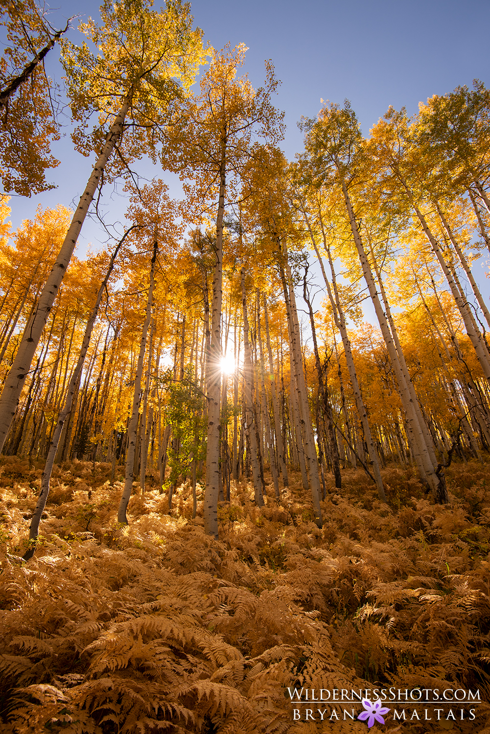 Fall Aspen Fern Forest Colorado Landscape Photos
