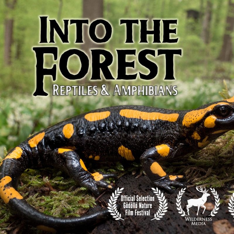 Into the Forest Amphibian Nature Documentary