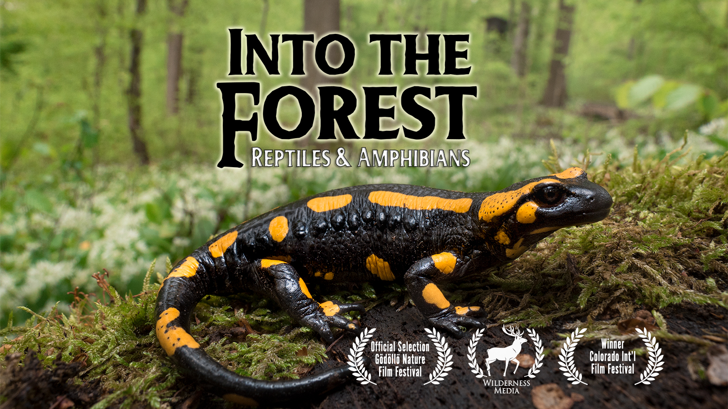 Into the Forest Amphibian Nature Documentary