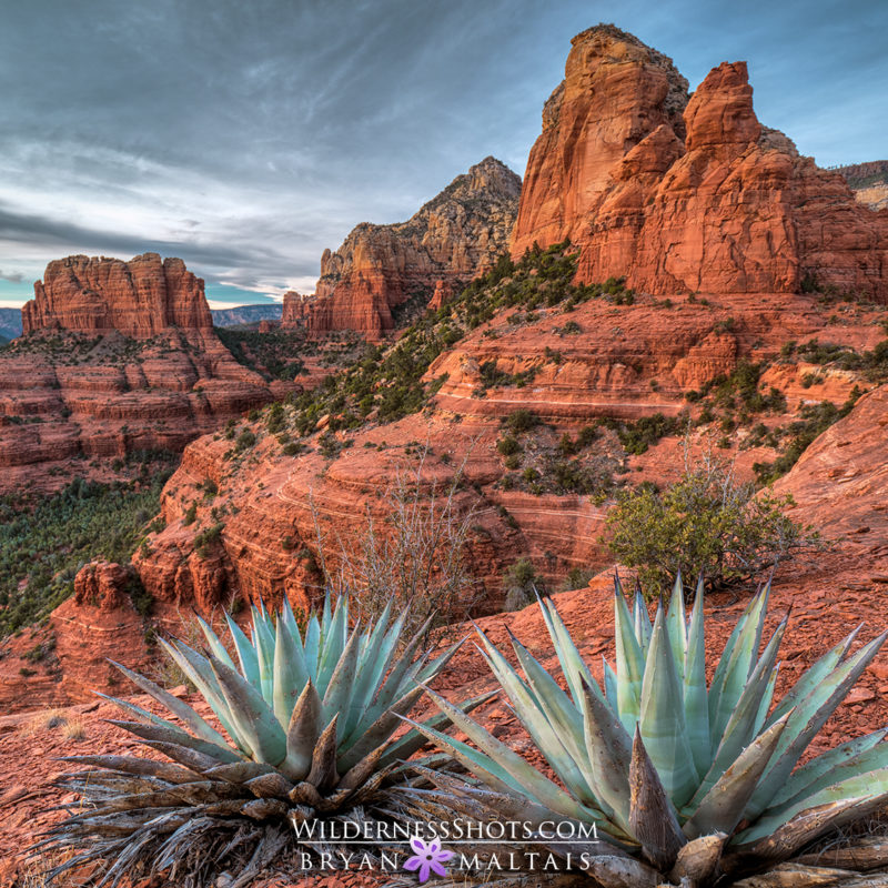 Sedona Agave az landscape photos