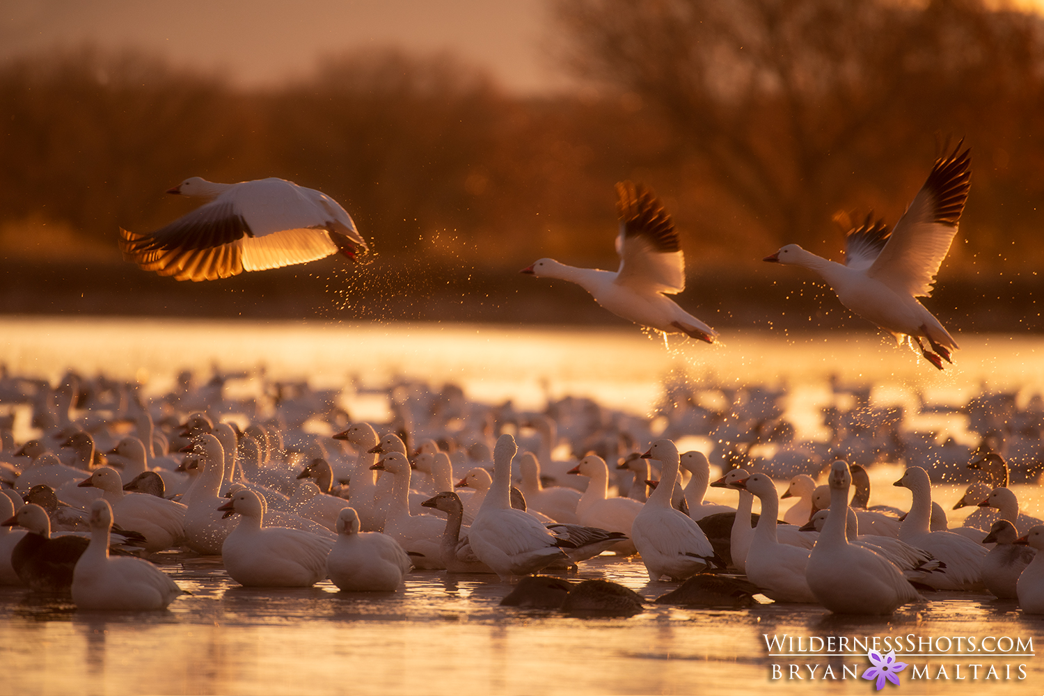 Snow Geese Bosque del Apache