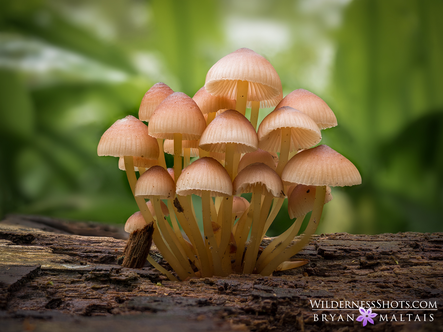 Mushrooms Focus Stack macro Photography Germany