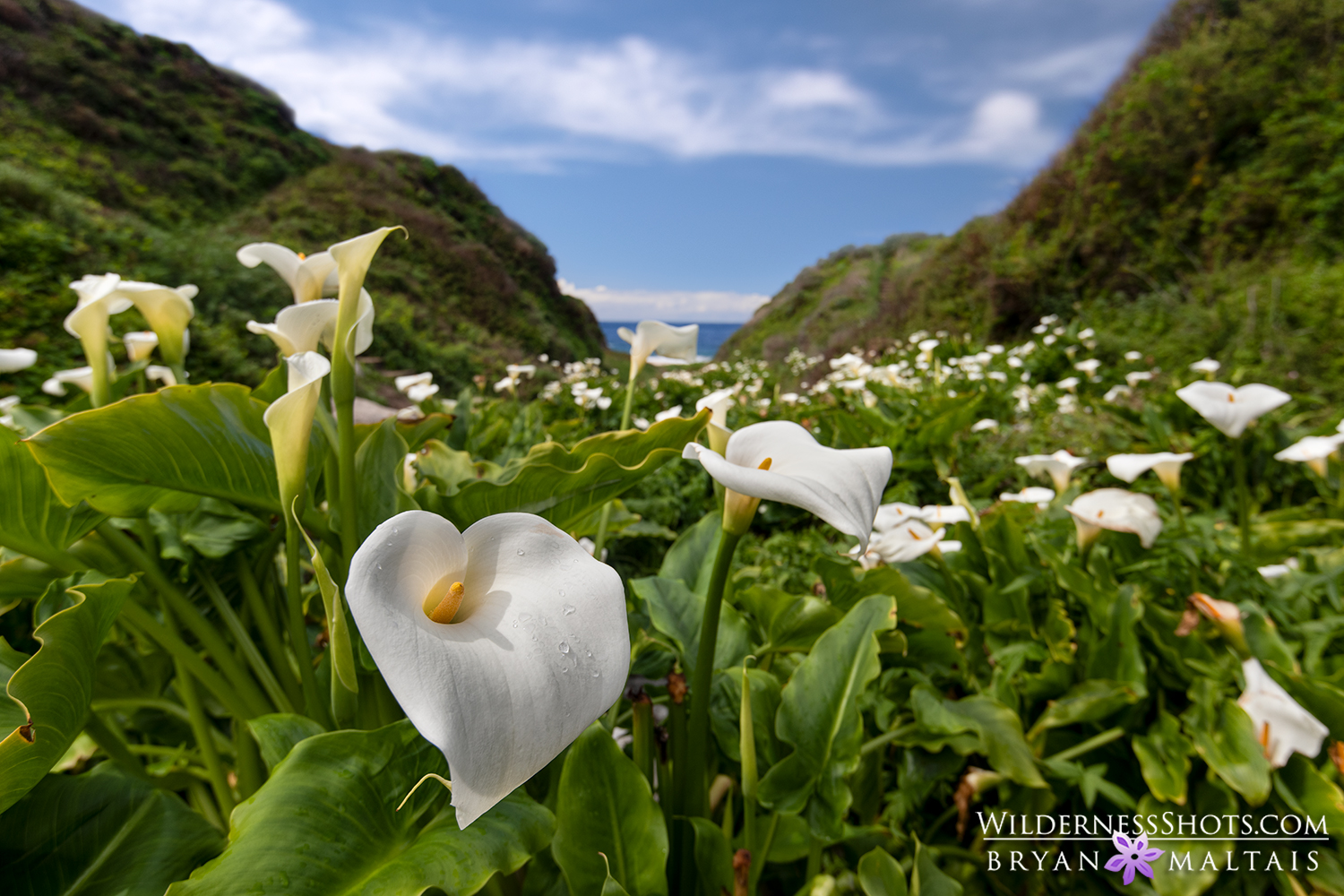 Big Sur Calla Lilies California Nature Photos