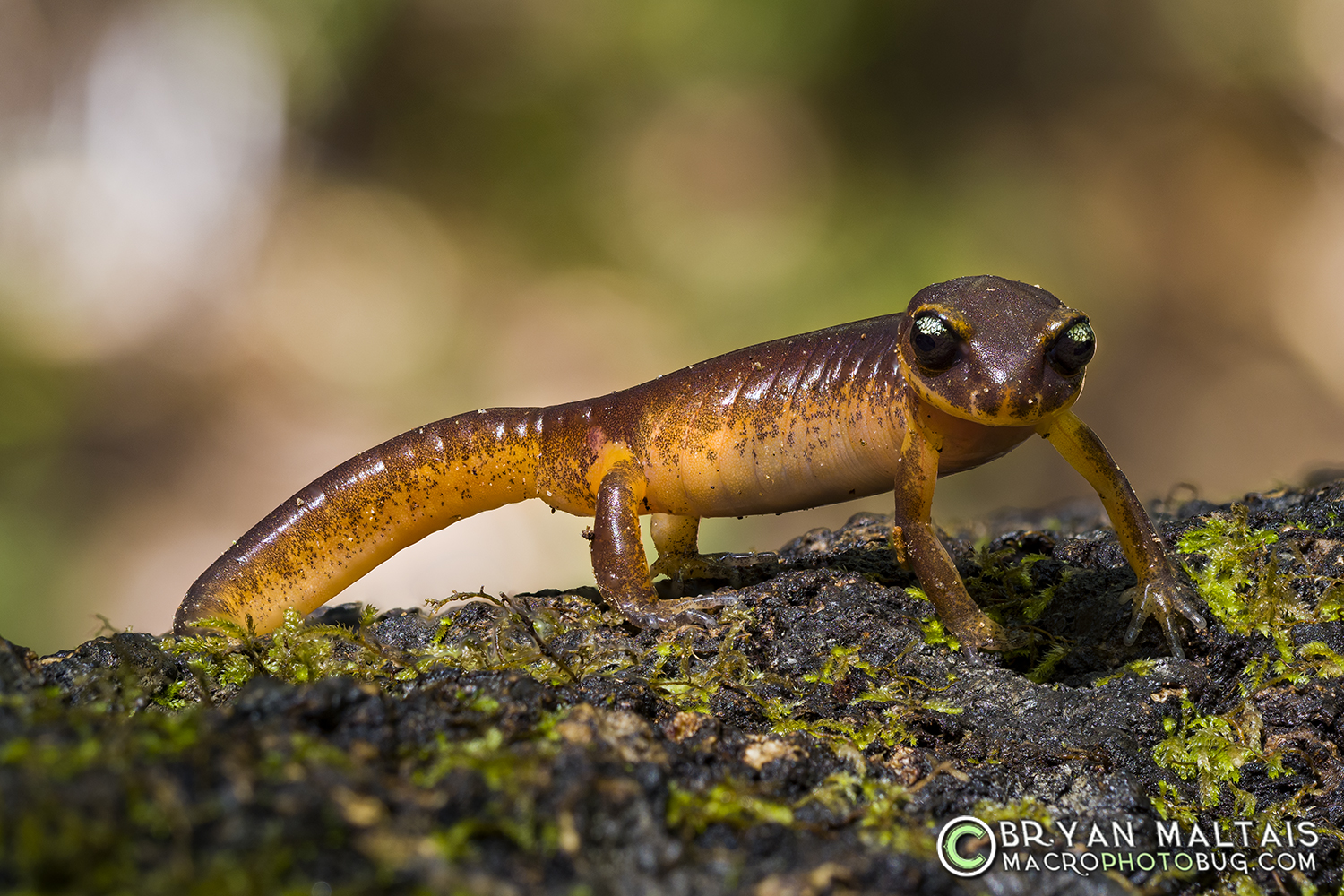 Ensatina Deffensive Posture