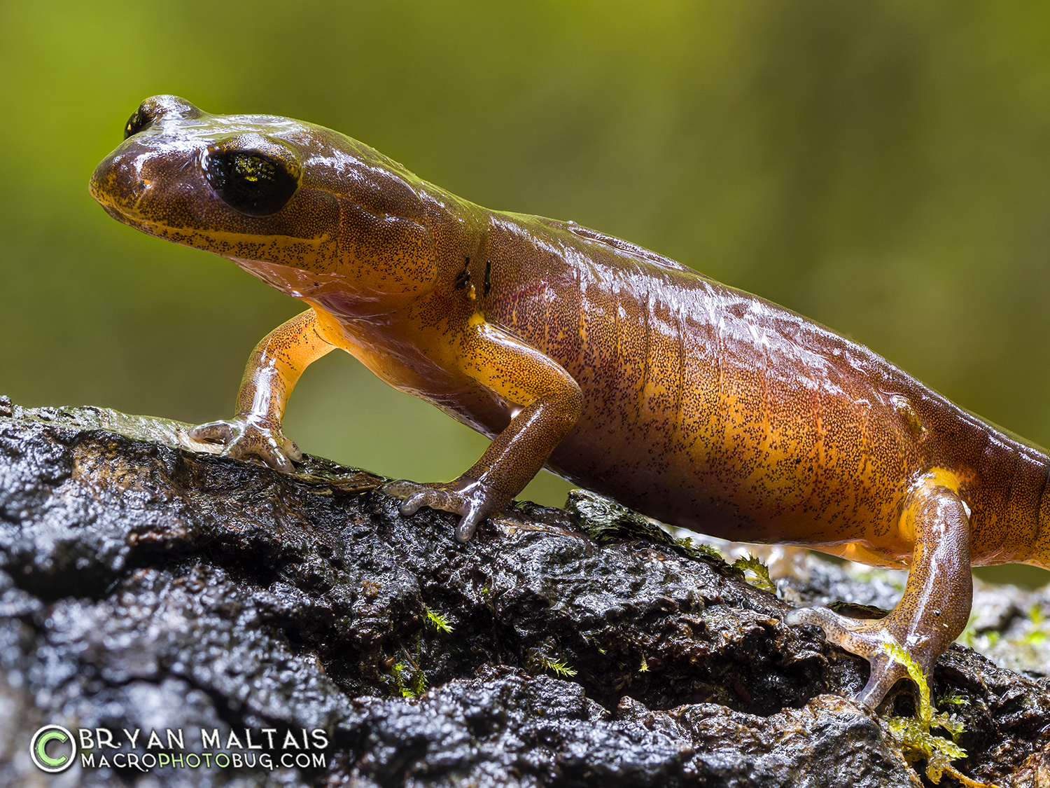 Ensatina Large Macro Focus Stack Big Basin California