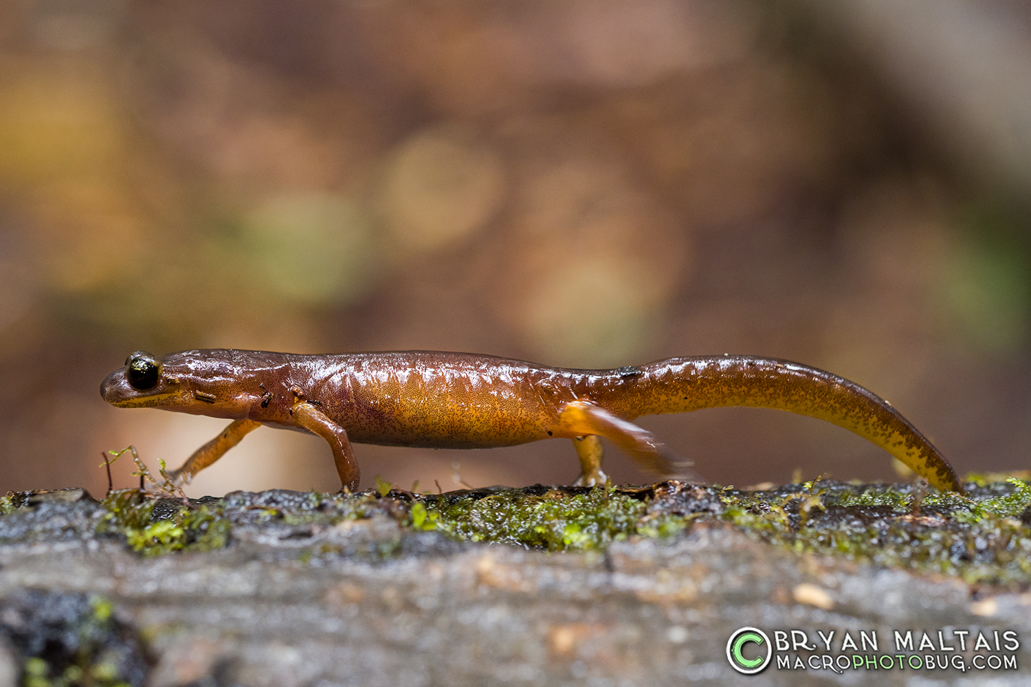 Ensatina walking big basin redwoods california